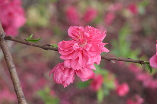 桃花