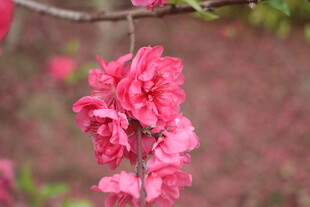 桃花