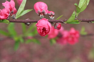桃花
