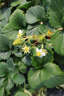 草莓花