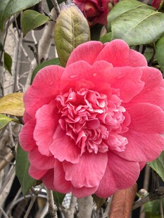 粉红色山茶花