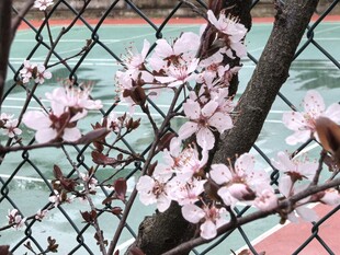 春天樱花