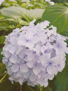 浅紫色绣球花