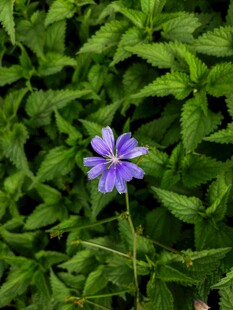 一朵紫色菊苣花