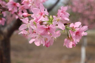 樱花