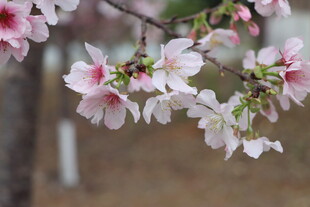 樱花