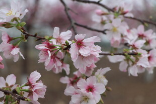樱花