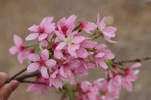 樱花