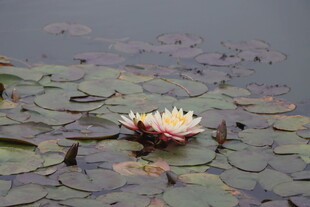 水莲花开