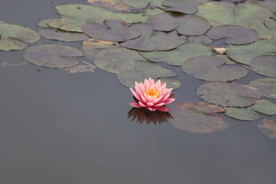 水莲花开