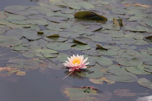 水莲花开