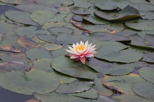 水莲花开