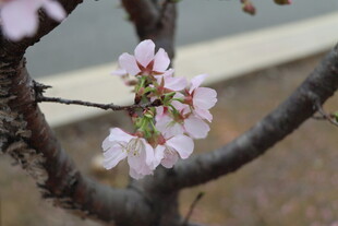 樱花