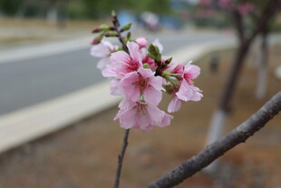 樱花