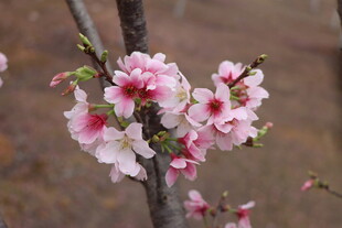 樱花