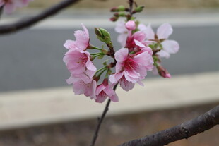 樱花
