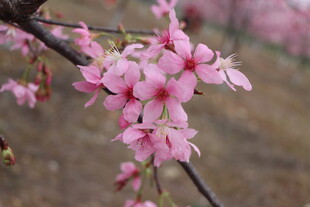 樱花