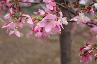 樱花