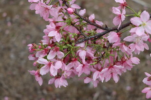 樱花