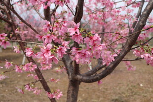 樱花