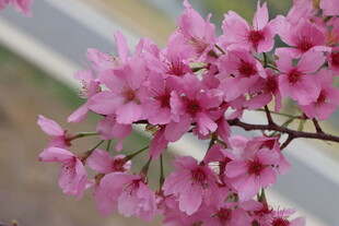 樱花