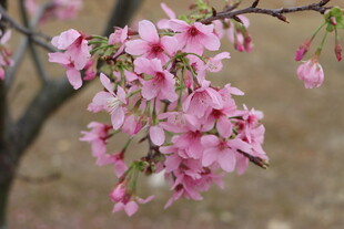 樱花