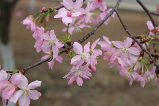 樱花