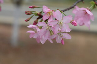 樱花