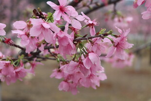 樱花