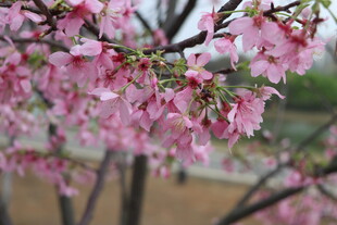 樱花