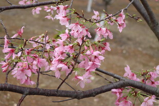 樱花