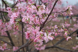 樱花