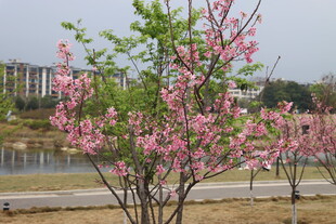 樱花