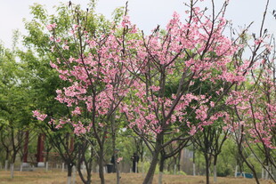 樱花