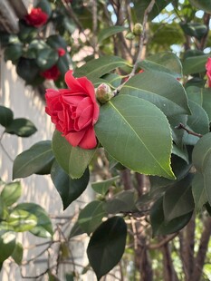 红色单朵山茶花