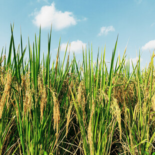 稻穗