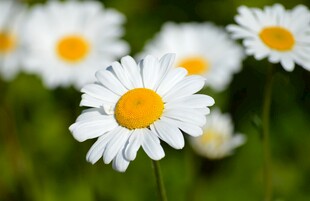 高清图-植物