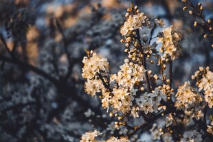 鲜花