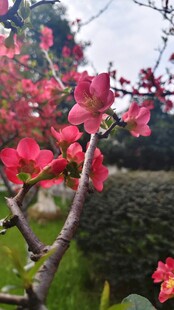一树开花
