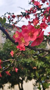 贴梗海棠