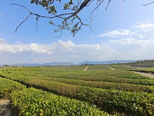 茶园美景