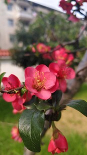 贴梗海棠