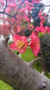 贴梗海棠树