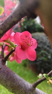 一朵花