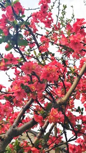 花朵花枝