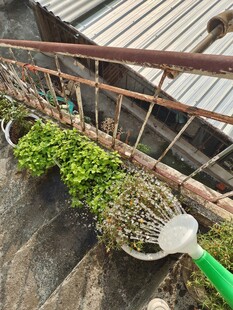 盆栽洒水