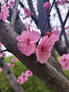 桃花