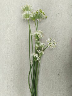 韭菜花