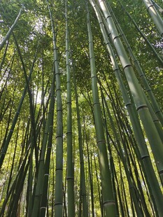 竹林