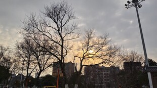 树影